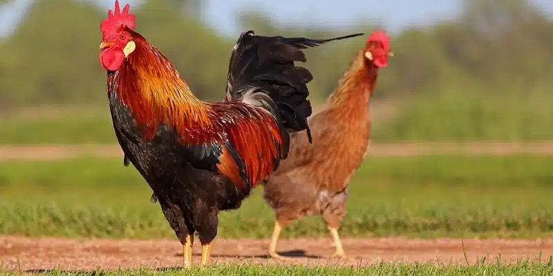 cac-dong-ga-hiem-trong-da-ga