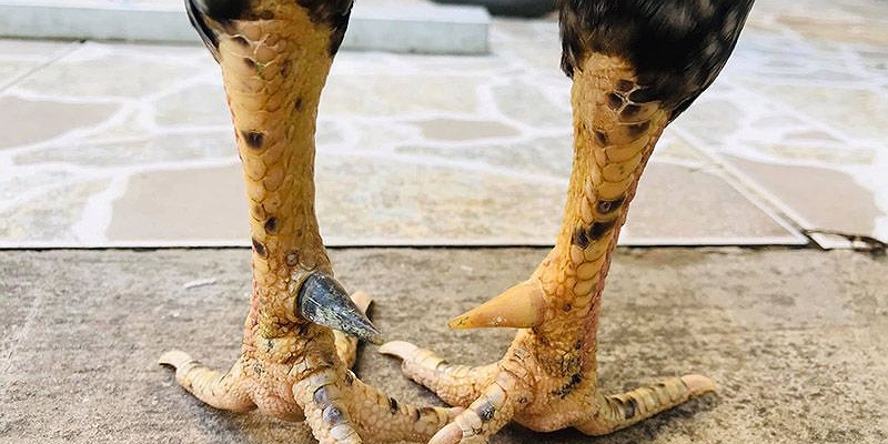 Gà cựa Nhật Nguyệt với chiếc cựa hình lưỡi liềm sắc bén.