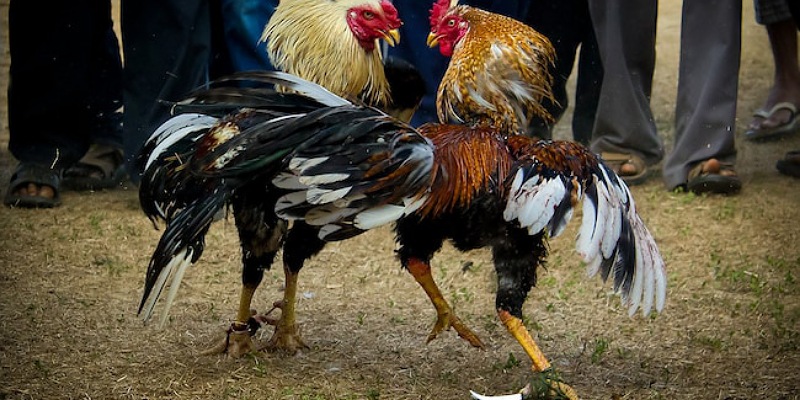 Các cuộc thi đá gà mang đến nhiều ý nghĩa tích cực. 
