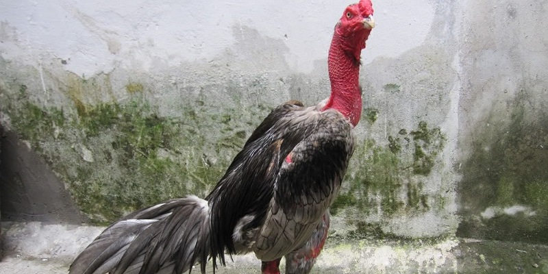 Những cách chọn gà chọi đòn hay được áp dụng hiệu quả.