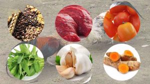 che-do-dinh-duong-la-mot-trong-nhung-cach-nuoi-ga-da-chan-manh