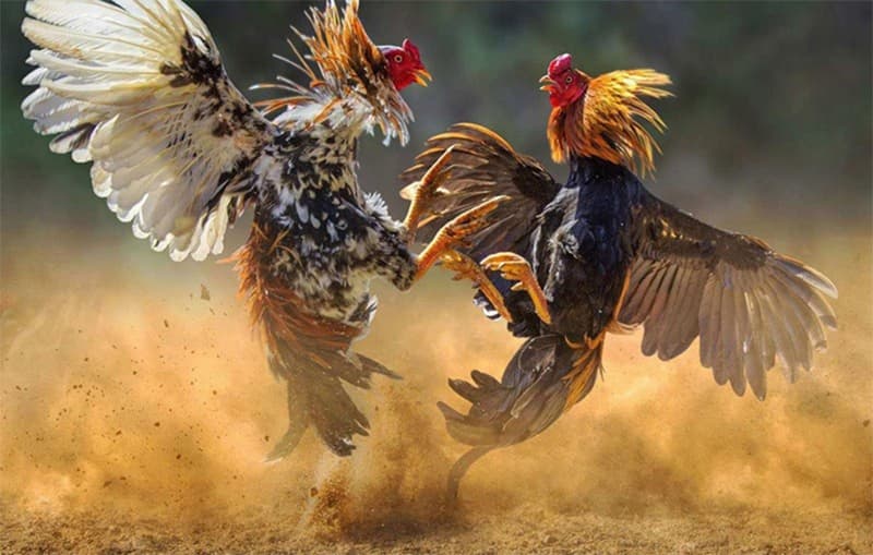 chon-thoi-diem-phu-hop-de-dat-cuoc-da-ga-cung-cho-hieu-qua-cao