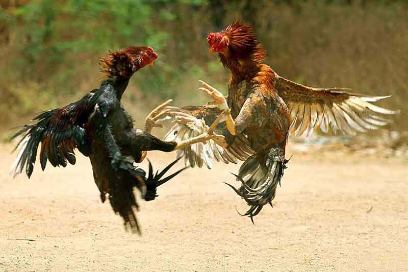 kham-pha-cac-hinh-thuc-da-ga-pho-bien