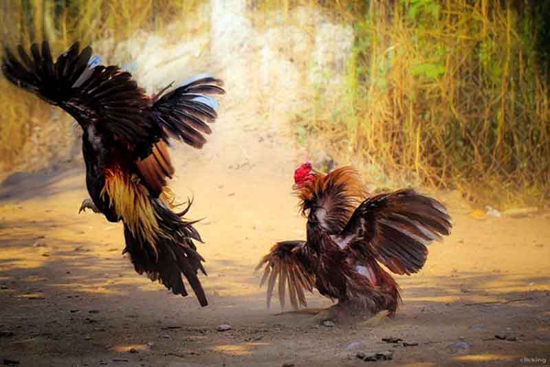 khong-gian-song-chinh-la-yeu-to-quan-trong-trong-cach-chuan-bi-tran-dau-ga
