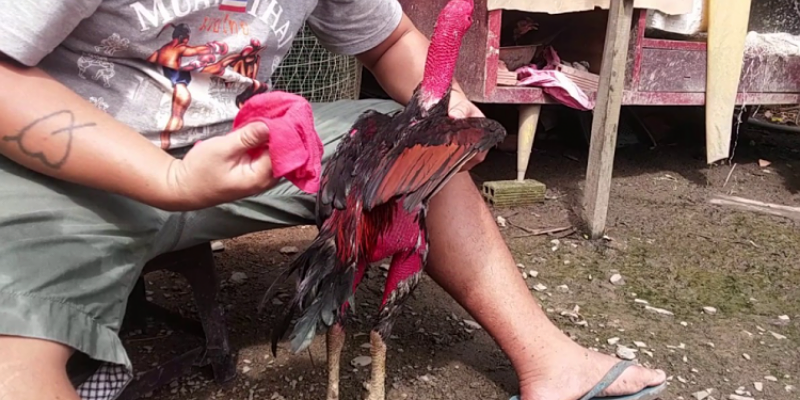 Việc massage cho gà mang đến nhiều lợi ích.