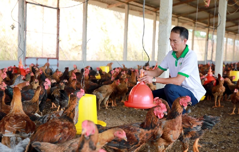 Tăng cường dinh dưỡng giúp chiến kê có đề kháng khoẻ mạnh hơn
