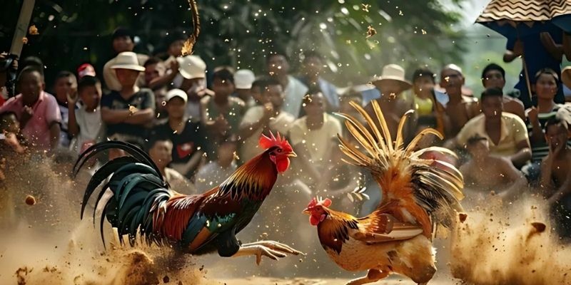 Gà thi đấu thế nào dựa vào thể chất của chiến kê