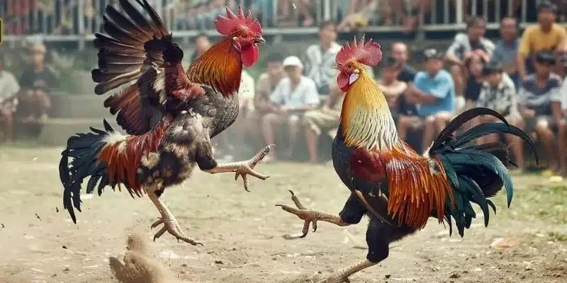 Thời gian đá gà bị ảnh hưởng bởi thời tiết