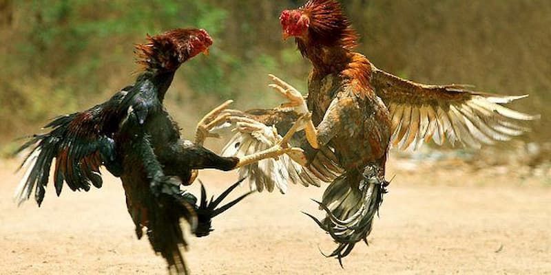 Cần chọn gà có chân to, vảy đều