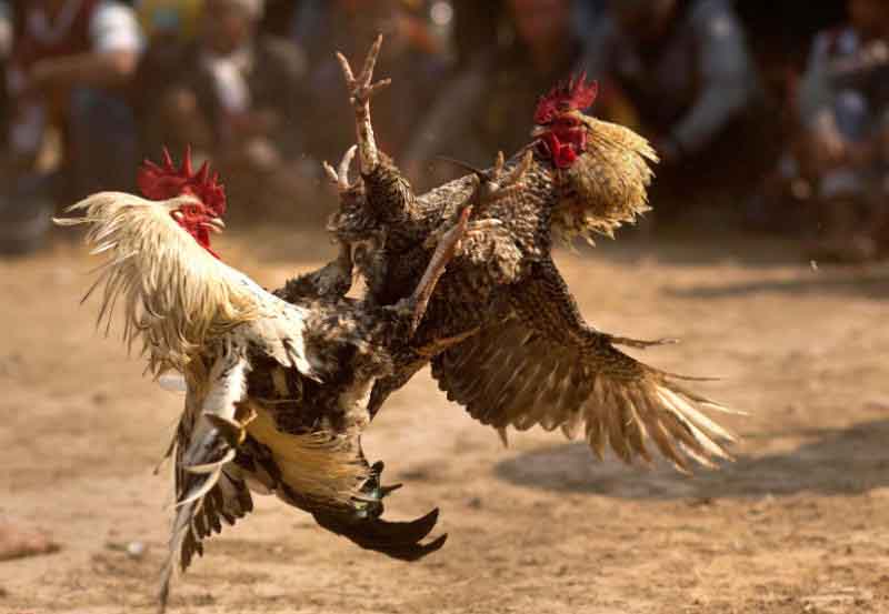 viec-hieu-ro-ve-giong-ga-da-se-giup-ban-toi-uu-hoa-cach-chuan-bi-cho-tran-dau-ga-cua-minh